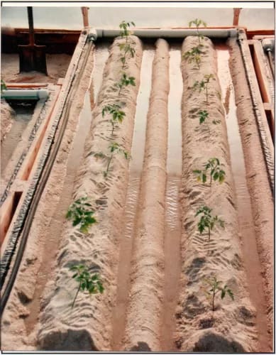Day 1 (first irrigation of biofilter with fish 'wastes' immediately following transplant) Note, no sloughing of ridge slopes into furrows even without a schmutzdecke.